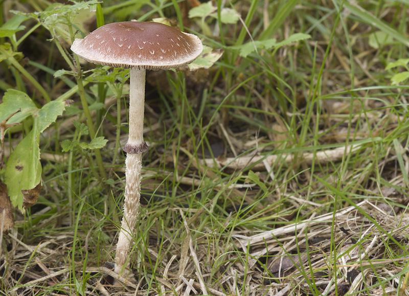 Leratiomyces squamosus var. thraustus